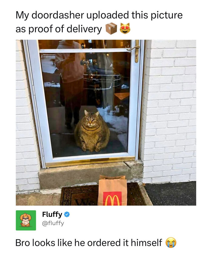 72 Wholesome Animal Memes That Might Heal Your Tired Soul 72 Wholesome Animal Memes That Might Heal Your Tired Soul