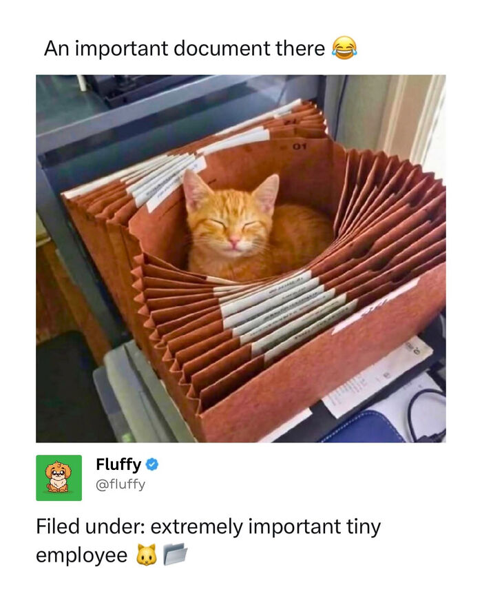 72 Wholesome Animal Memes That Might Heal Your Tired Soul 72 Wholesome Animal Memes That Might Heal Your Tired Soul