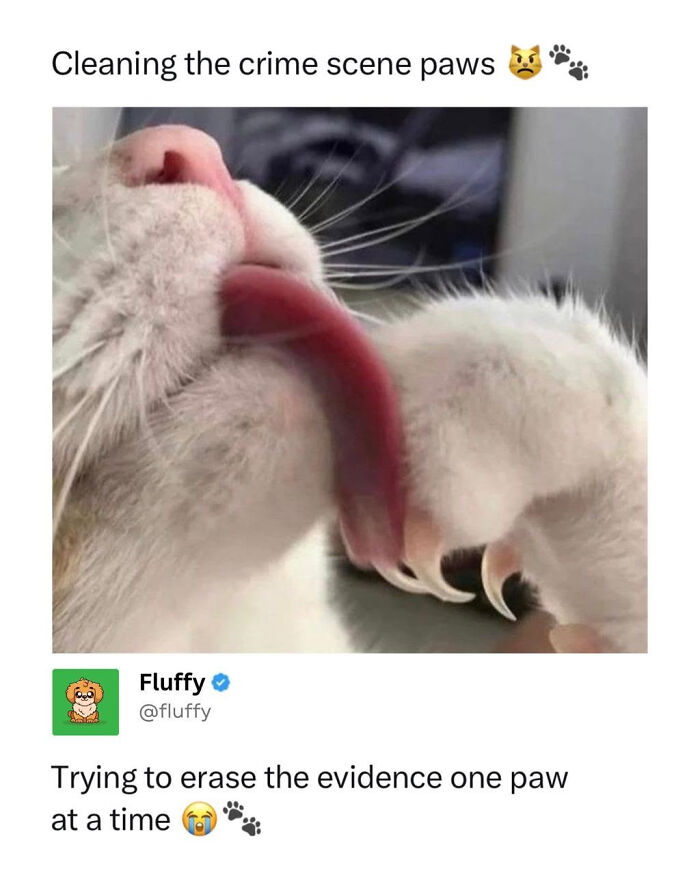 72 Wholesome Animal Memes That Might Heal Your Tired Soul 72 Wholesome Animal Memes That Might Heal Your Tired Soul