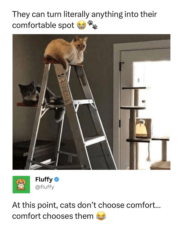72 Wholesome Animal Memes That Might Heal Your Tired Soul 72 Wholesome Animal Memes That Might Heal Your Tired Soul