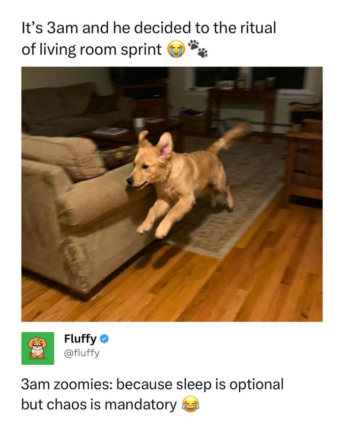 72 Wholesome Animal Memes That Might Heal Your Tired Soul 72 Wholesome Animal Memes That Might Heal Your Tired Soul