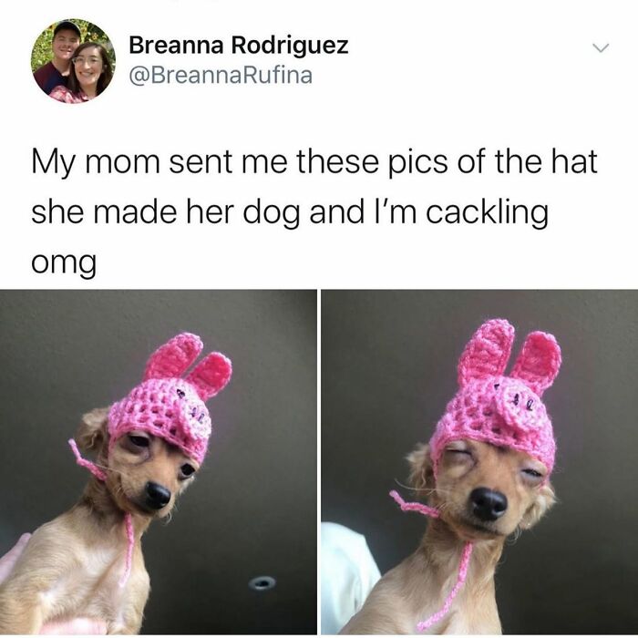 This Page Shared 38 Funny Dog Memes That Might Put You In A Better Mood