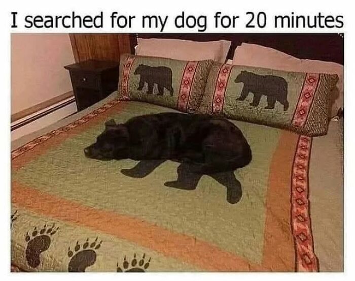 This Page Shared 38 Funny Dog Memes That Might Put You In A Better Mood