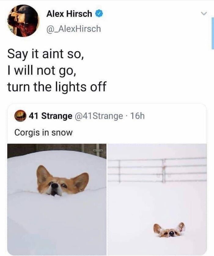 This Page Shared 38 Funny Dog Memes That Might Put You In A Better Mood