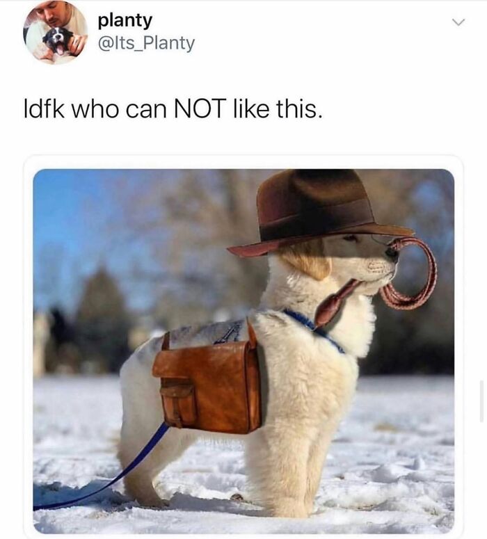 This Page Shared 38 Funny Dog Memes That Might Put You In A Better Mood