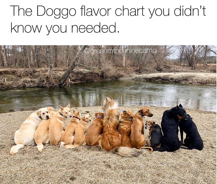This Page Shared 38 Funny Dog Memes That Might Put You In A Better Mood