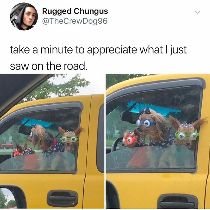 This Page Shared 38 Funny Dog Memes That Might Put You In A Better Mood