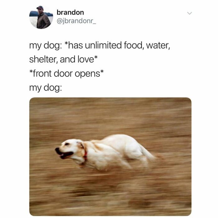 This Page Shared 38 Funny Dog Memes That Might Put You In A Better Mood