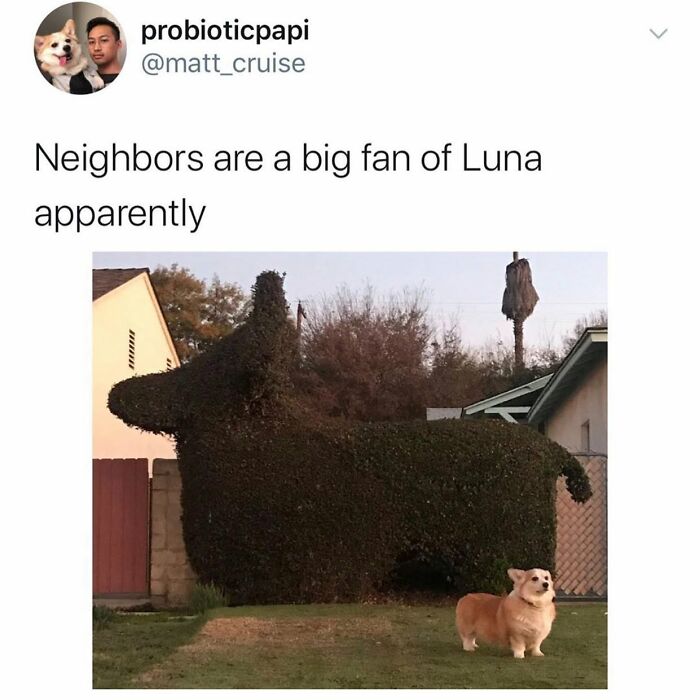 This Page Shared 38 Funny Dog Memes That Might Put You In A Better Mood