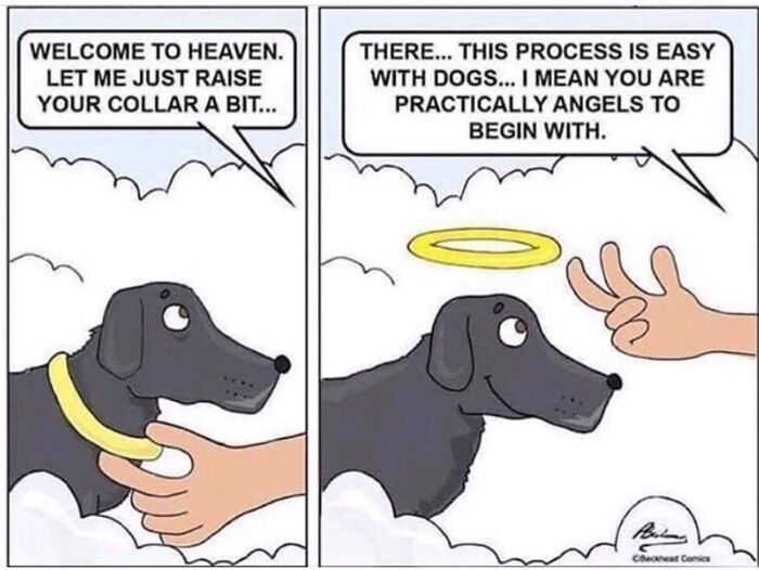 This Page Shared 38 Funny Dog Memes That Might Put You In A Better Mood