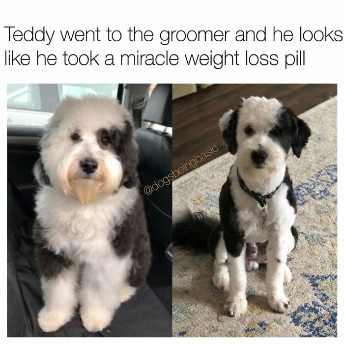 This Page Shared 38 Funny Dog Memes That Might Put You In A Better Mood