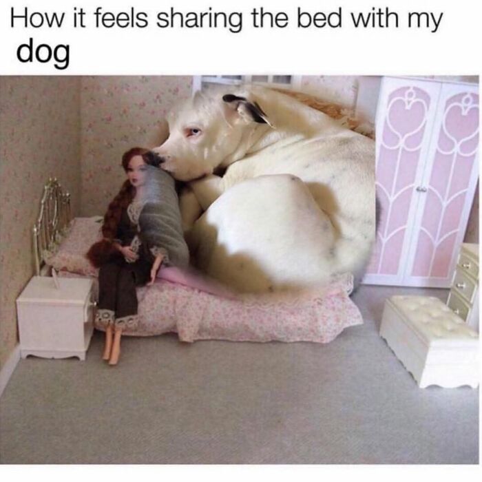 This Page Shared 38 Funny Dog Memes That Might Put You In A Better Mood