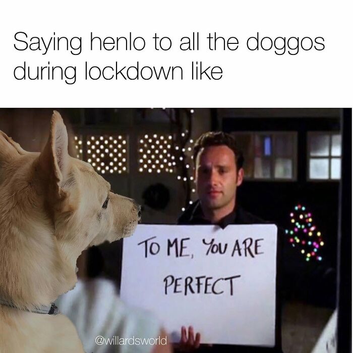 This Page Shared 38 Funny Dog Memes That Might Put You In A Better Mood
