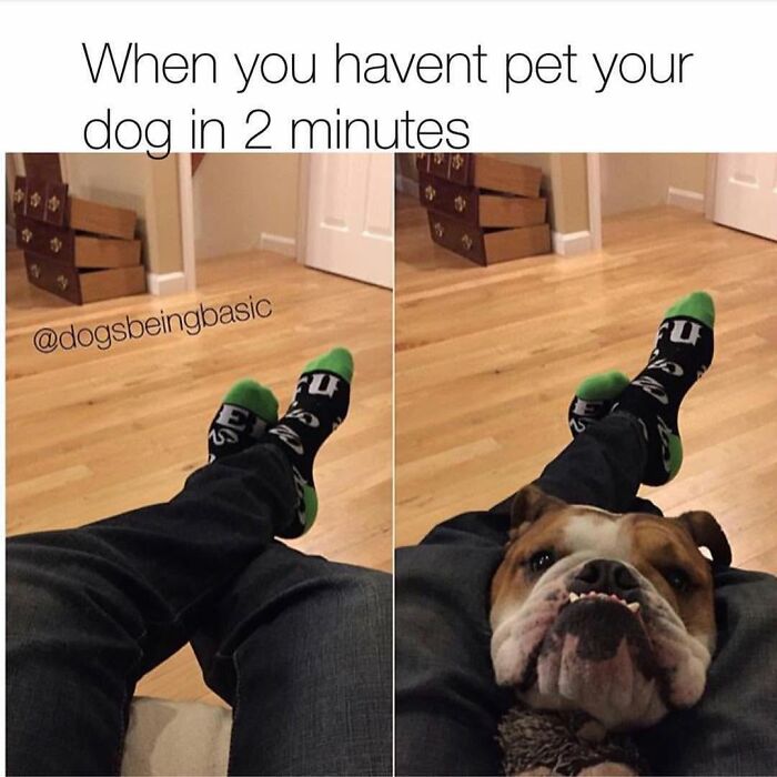 This Page Shared 38 Funny Dog Memes That Might Put You In A Better Mood