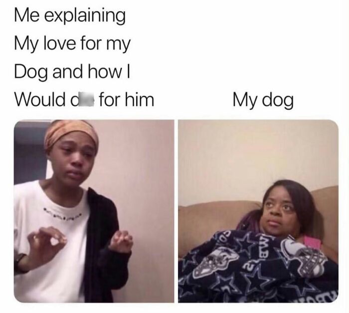 This Page Shared 38 Funny Dog Memes That Might Put You In A Better Mood
