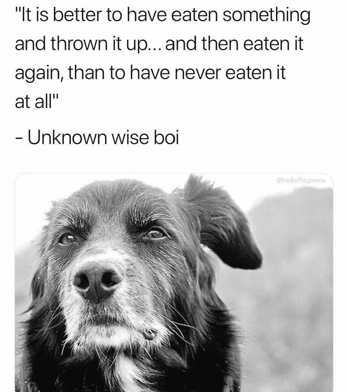 This Page Shared 38 Funny Dog Memes That Might Put You In A Better Mood