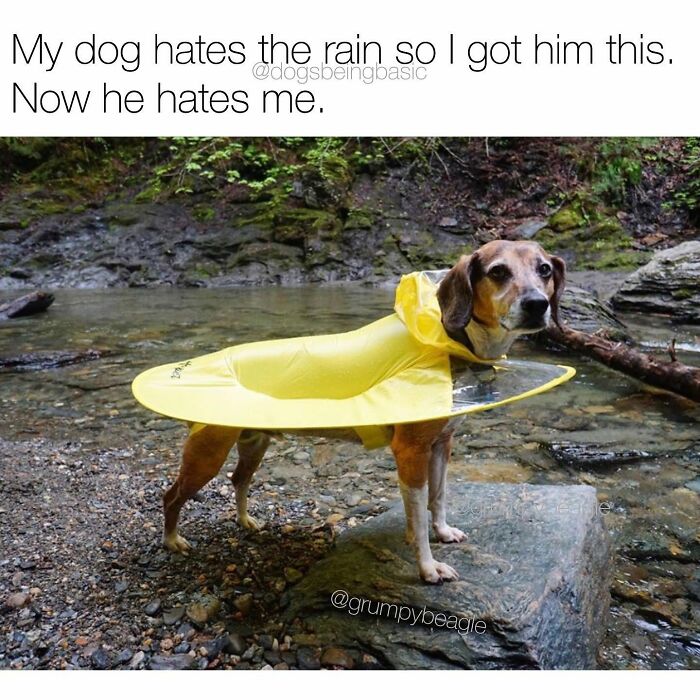 This Page Shared 38 Funny Dog Memes That Might Put You In A Better Mood