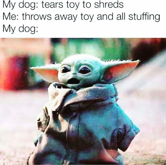 This Page Shared 38 Funny Dog Memes That Might Put You In A Better Mood