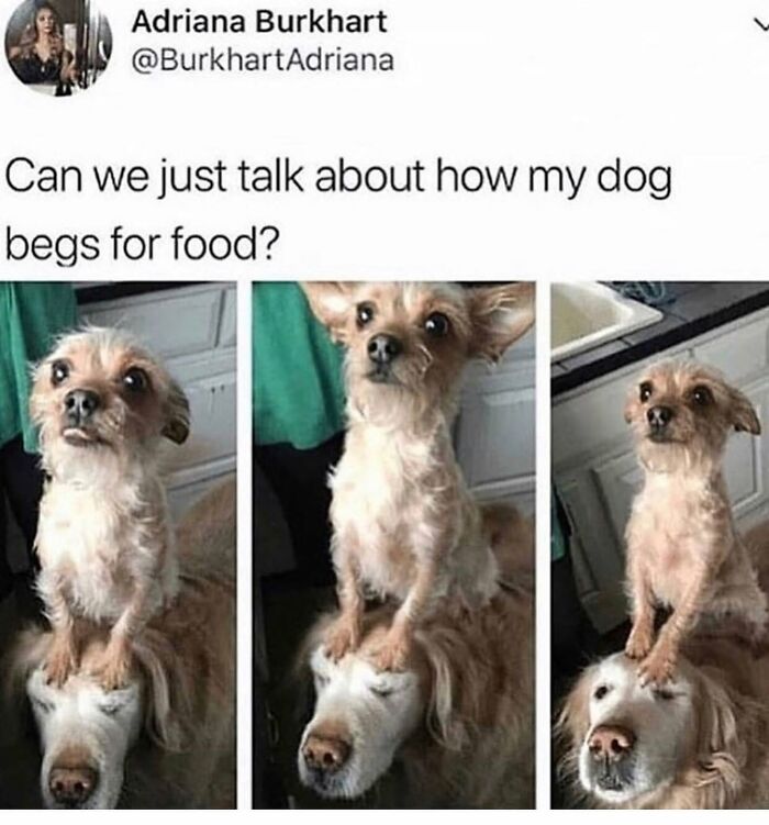 This Page Shared 38 Funny Dog Memes That Might Put You In A Better Mood