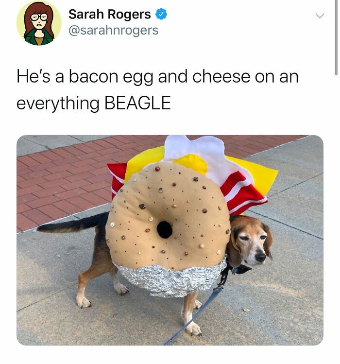 This Page Shared 38 Funny Dog Memes That Might Put You In A Better Mood
