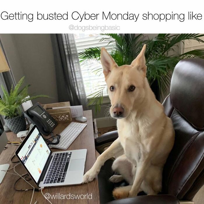 This Page Shared 38 Funny Dog Memes That Might Put You In A Better Mood