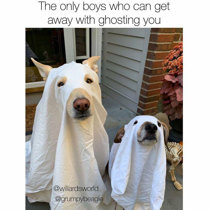 This Page Shared 38 Funny Dog Memes That Might Put You In A Better Mood
