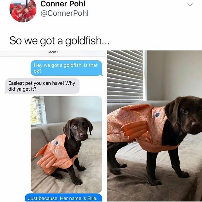 This Page Shared 38 Funny Dog Memes That Might Put You In A Better Mood