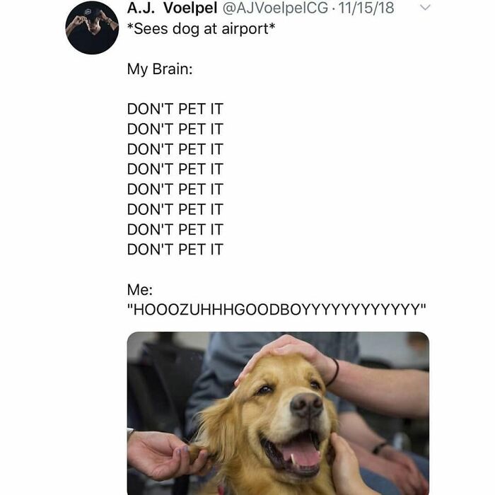 This Page Shared 38 Funny Dog Memes That Might Put You In A Better Mood