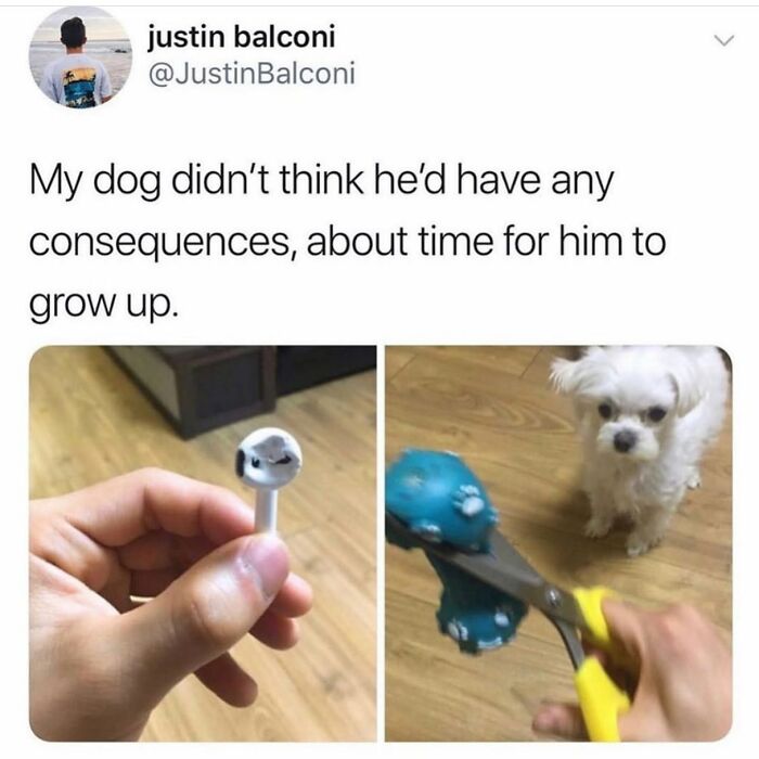 This Page Shared 38 Funny Dog Memes That Might Put You In A Better Mood