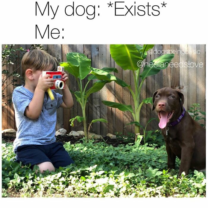 This Page Shared 38 Funny Dog Memes That Might Put You In A Better Mood