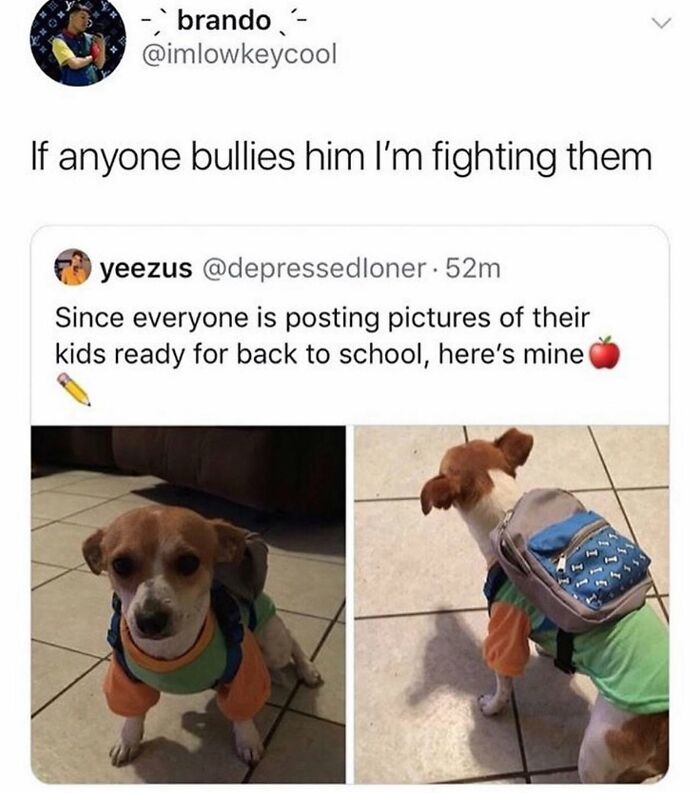 This Page Shared 38 Funny Dog Memes That Might Put You In A Better Mood