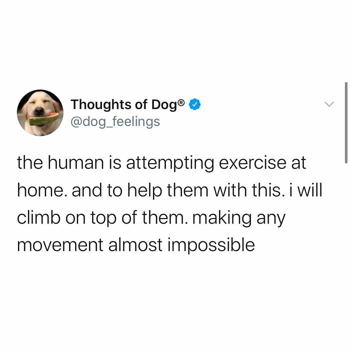 This Page Shared 38 Funny Dog Memes That Might Put You In A Better Mood