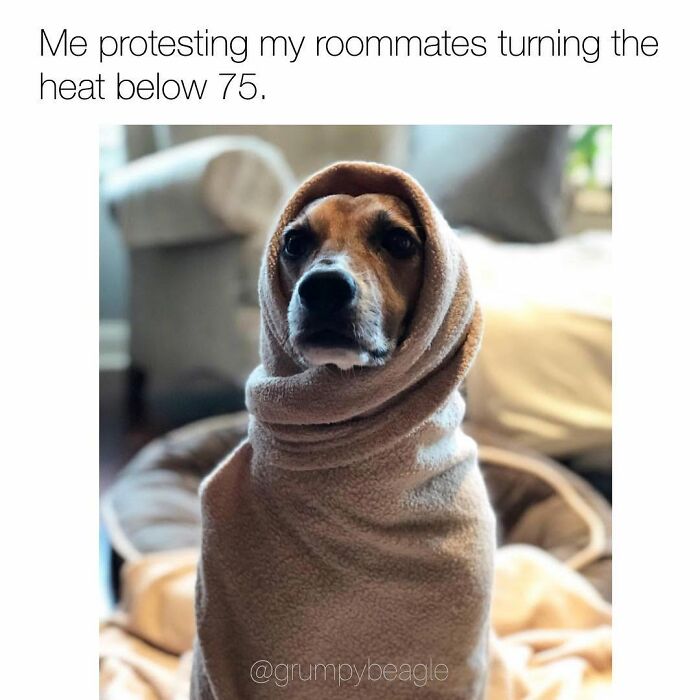 This Page Shared 38 Funny Dog Memes That Might Put You In A Better Mood