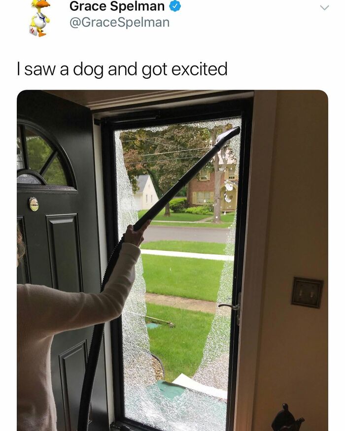 This Page Shared 38 Funny Dog Memes That Might Put You In A Better Mood