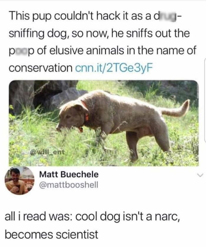 This Page Shared 38 Funny Dog Memes That Might Put You In A Better Mood
