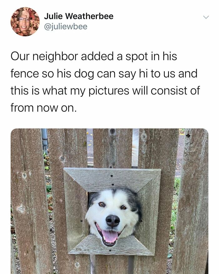 This Page Shared 38 Funny Dog Memes That Might Put You In A Better Mood