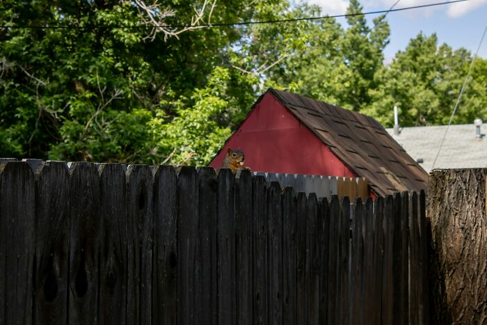 Neighbor Battle Over Ornamental Squirrel Results In Loser Facing Huge Court Bill Neighbor Battle Over Ornamental Squirrel Results In Loser Facing Huge Court Bill