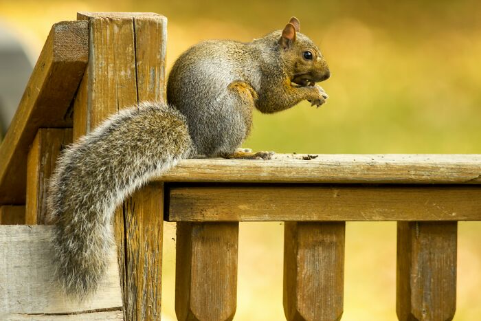 Neighbor Battle Over Ornamental Squirrel Results In Loser Facing Huge Court Bill Neighbor Battle Over Ornamental Squirrel Results In Loser Facing Huge Court Bill