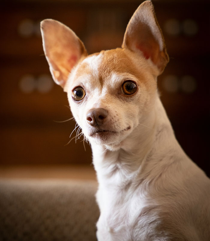 67 Dog Breeds May Soon Be Banned In The UK—Is Your Pooch On The List? 67 Dog Breeds May Soon Be Banned In The UK—Is Your Pooch On The List?