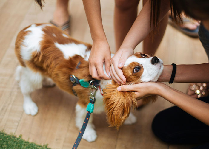 67 Dog Breeds May Soon Be Banned In The UK—Is Your Pooch On The List? 67 Dog Breeds May Soon Be Banned In The UK—Is Your Pooch On The List?