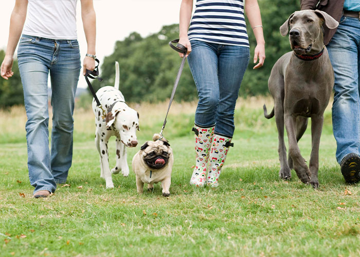 67 Dog Breeds May Soon Be Banned In The UK—Is Your Pooch On The List? 67 Dog Breeds May Soon Be Banned In The UK—Is Your Pooch On The List?