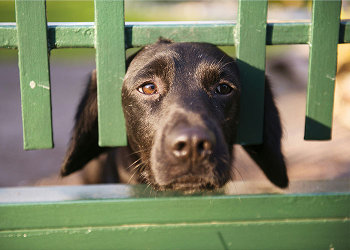 67 Dog Breeds May Soon Be Banned In The UK—Is Your Pooch On The List? 67 Dog Breeds May Soon Be Banned In The UK—Is Your Pooch On The List?