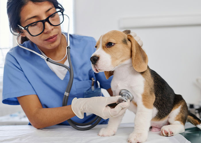 67 Dog Breeds May Soon Be Banned In The UK—Is Your Pooch On The List? 67 Dog Breeds May Soon Be Banned In The UK—Is Your Pooch On The List?