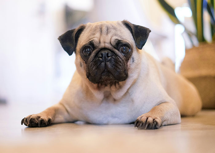 67 Dog Breeds May Soon Be Banned In The UK—Is Your Pooch On The List? 67 Dog Breeds May Soon Be Banned In The UK—Is Your Pooch On The List?