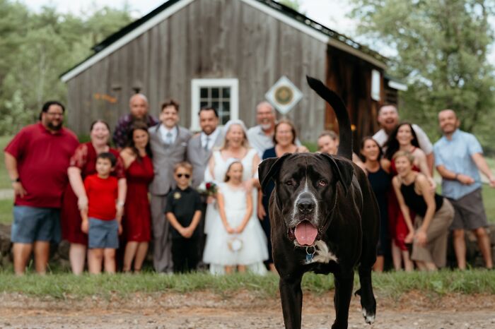 82 Funny Wedding Photos That Are Actually Iconic
