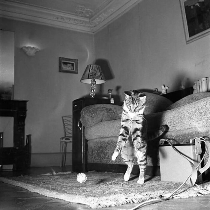 30 Vintage Photos Of Cats That Show Nothing Has Changed In Decades, Collected By This Journalist (New Pics) 30 Vintage Photos Of Cats That Show Nothing Has Changed In Decades, Collected By This Journalist (New Pics)