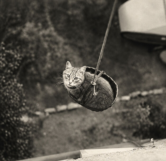 30 Vintage Photos Of Cats That Show Nothing Has Changed In Decades, Collected By This Journalist (New Pics) 30 Vintage Photos Of Cats That Show Nothing Has Changed In Decades, Collected By This Journalist (New Pics)