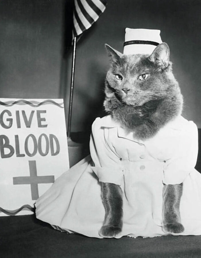 30 Vintage Photos Of Cats That Show Nothing Has Changed In Decades, Collected By This Journalist (New Pics) 30 Vintage Photos Of Cats That Show Nothing Has Changed In Decades, Collected By This Journalist (New Pics)