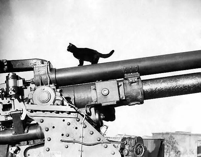 30 Vintage Photos Of Cats That Show Nothing Has Changed In Decades, Collected By This Journalist (New Pics) 30 Vintage Photos Of Cats That Show Nothing Has Changed In Decades, Collected By This Journalist (New Pics)