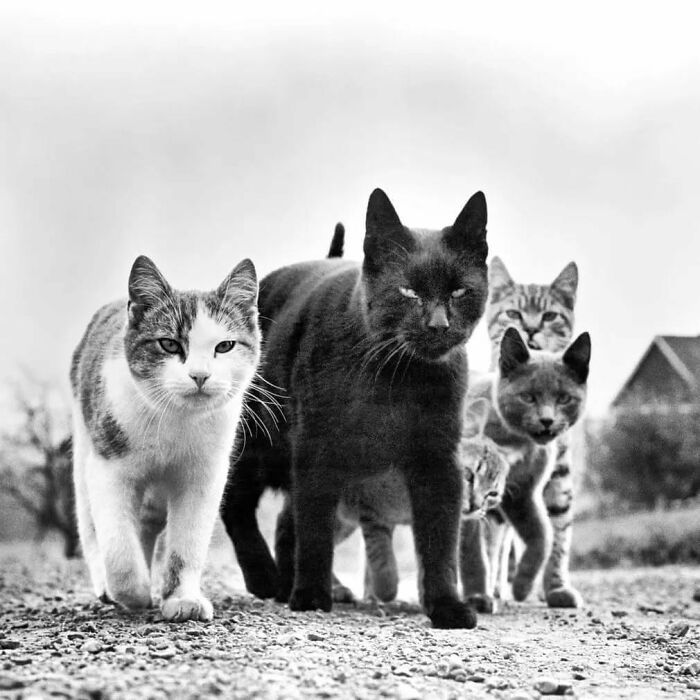 30 Vintage Photos Of Cats That Show Nothing Has Changed In Decades, Collected By This Journalist (New Pics) 30 Vintage Photos Of Cats That Show Nothing Has Changed In Decades, Collected By This Journalist (New Pics)